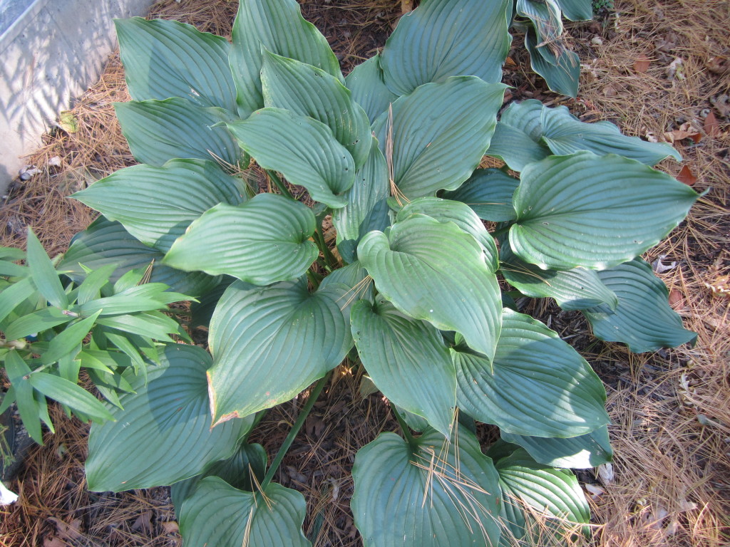 Komodo Dragon Hosta - Favorite Perennials